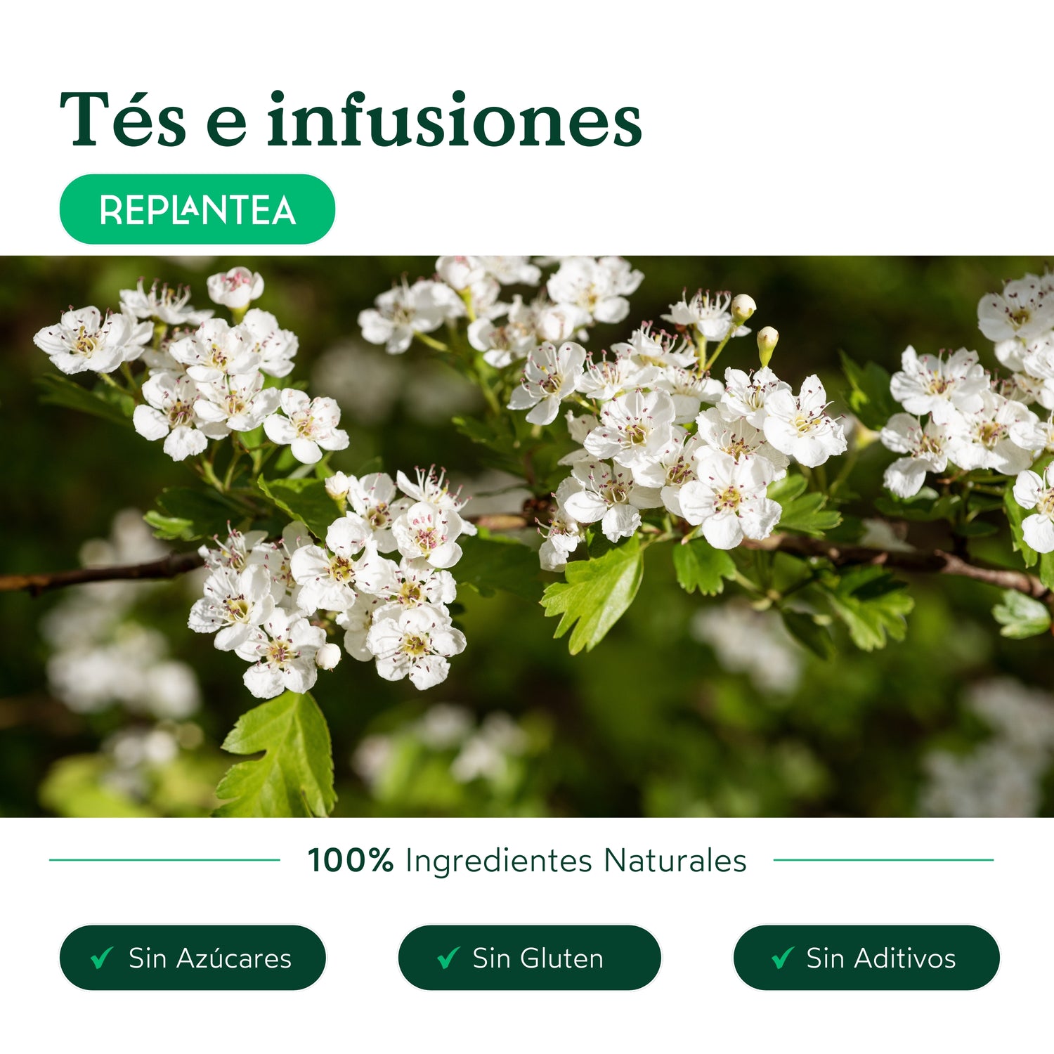 Organic Burdock Root Infusion 200g