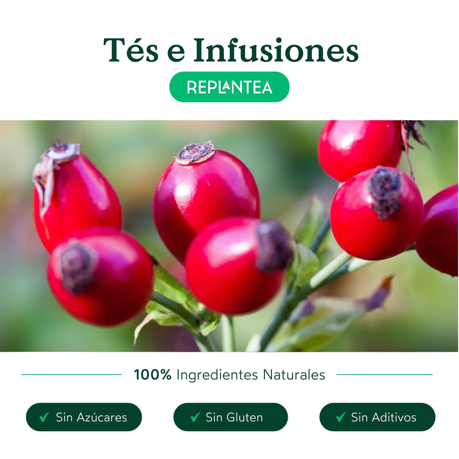 Infusão de raiz de bardana biológica 200g