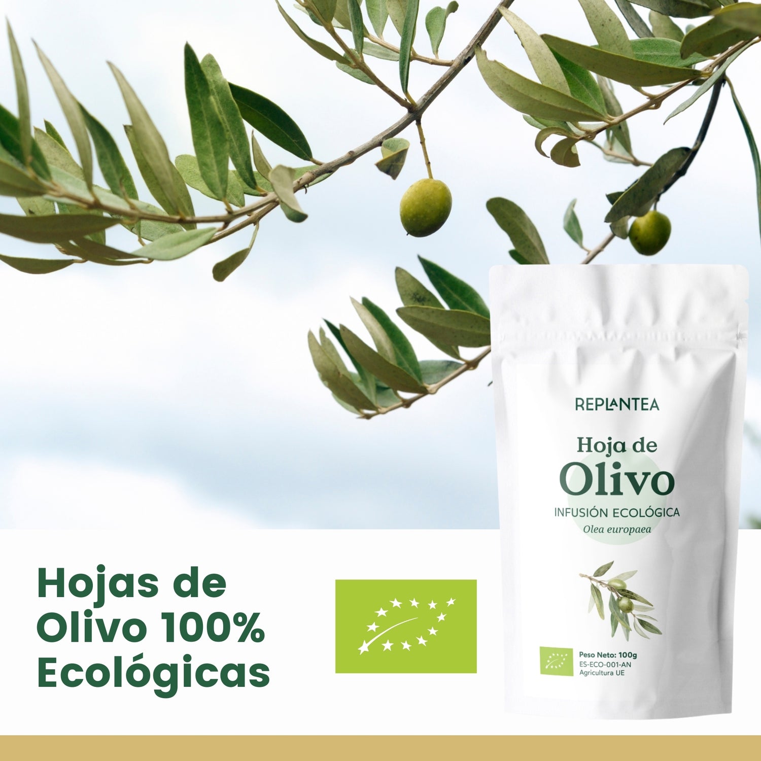Folha de Oliveira Orgânica 100g