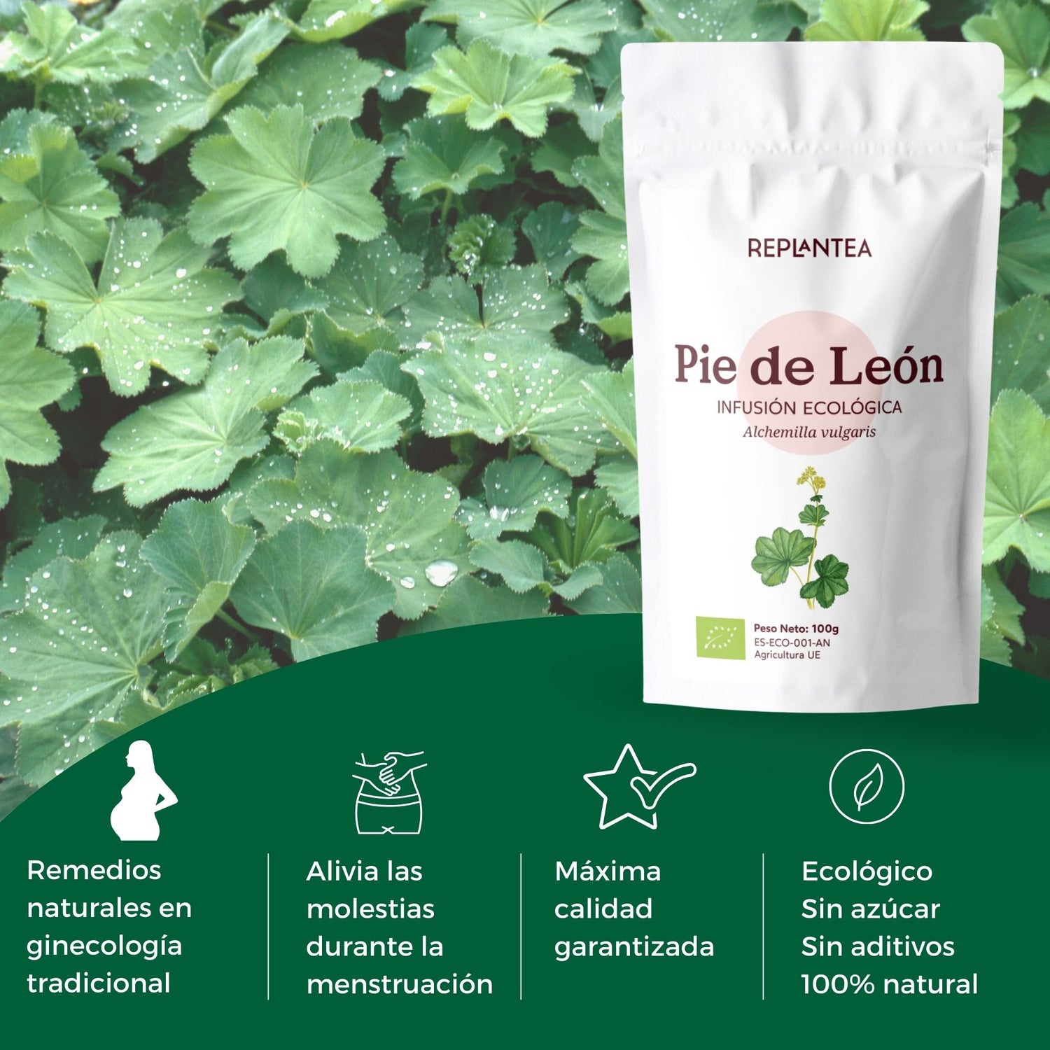 Infusão de Pé de Leão - Manto de Senhora Orgânico 100 gr